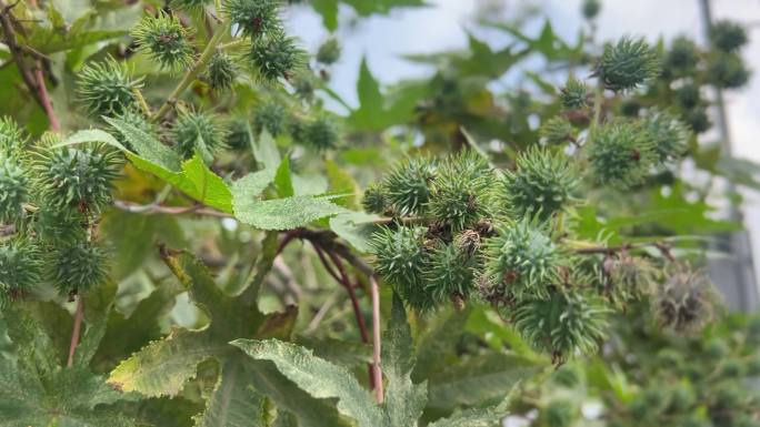 蓖麻蓖麻子蓖麻油蓖麻植物经济作物带刺