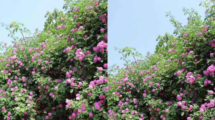 春天夏天鲜花花墙风景