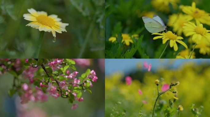 春天 春暖花开 万物复苏 蝴蝶 蜜蜂