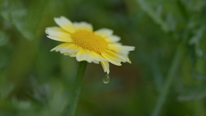 春天 春暖花开 万物复苏 蝴蝶 蜜蜂