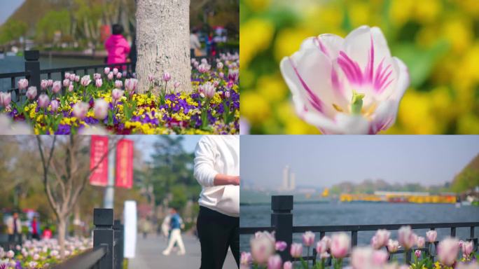 公园景区郁金香游客观赏花朵踏青人流风景视