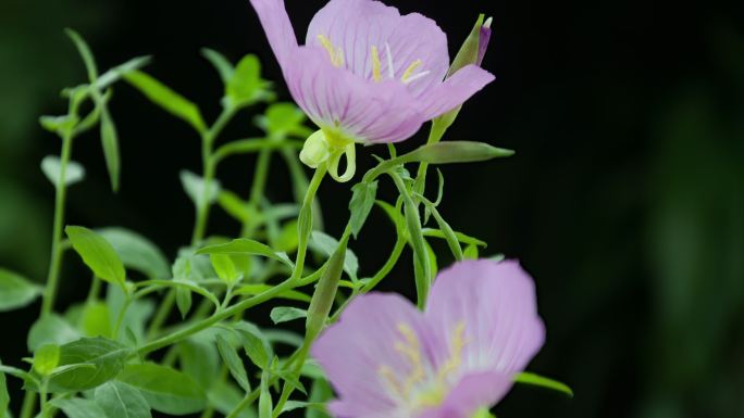 【4K】月见草花绽放盛开延时