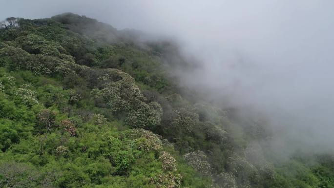 开满鲜花的山坡上云雾缭绕