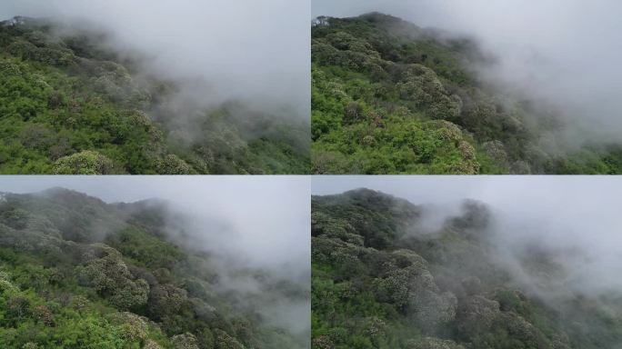 开满鲜花的山坡上云雾缭绕