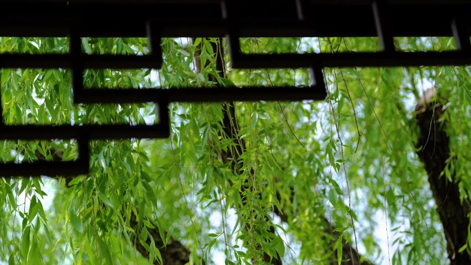 春天秋天公园植物园杜鹃花花朵杨柳柳树柳叶