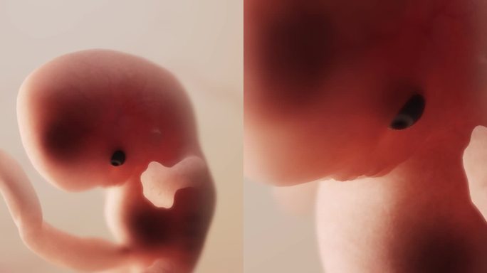 胚胎发育过程8周胎心妊娠早期生殖器官发育