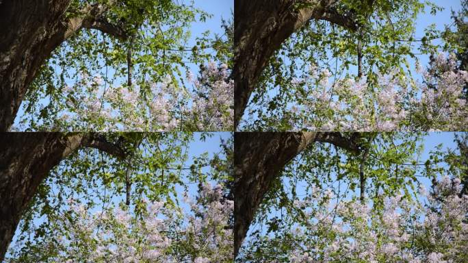 空镜春天大树下紫丁香花丛