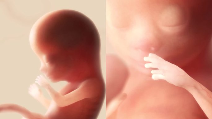 胚胎发育过程10周胎心妊娠早期胎盘