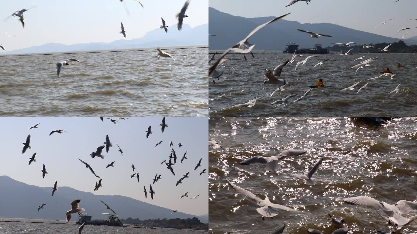 滇池海鸥适用于自由感视频