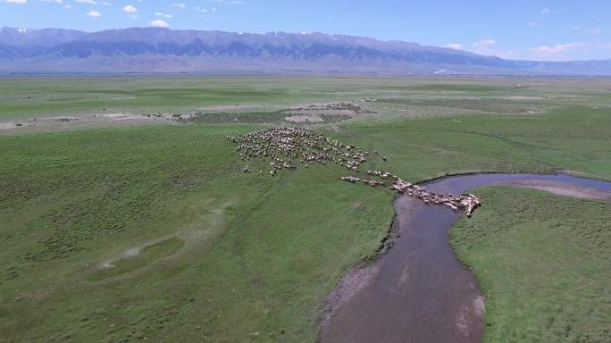 新疆草原羊群马群过河流