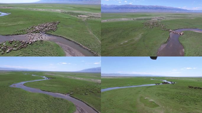 新疆草原羊群马群过河流