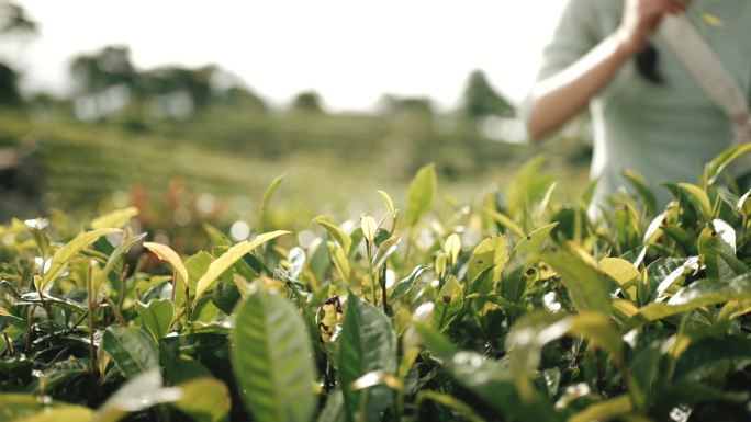 茶农美女上山采茶