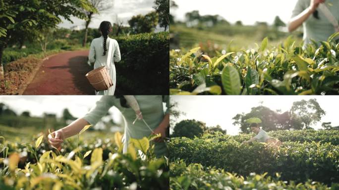 茶农美女上山采茶