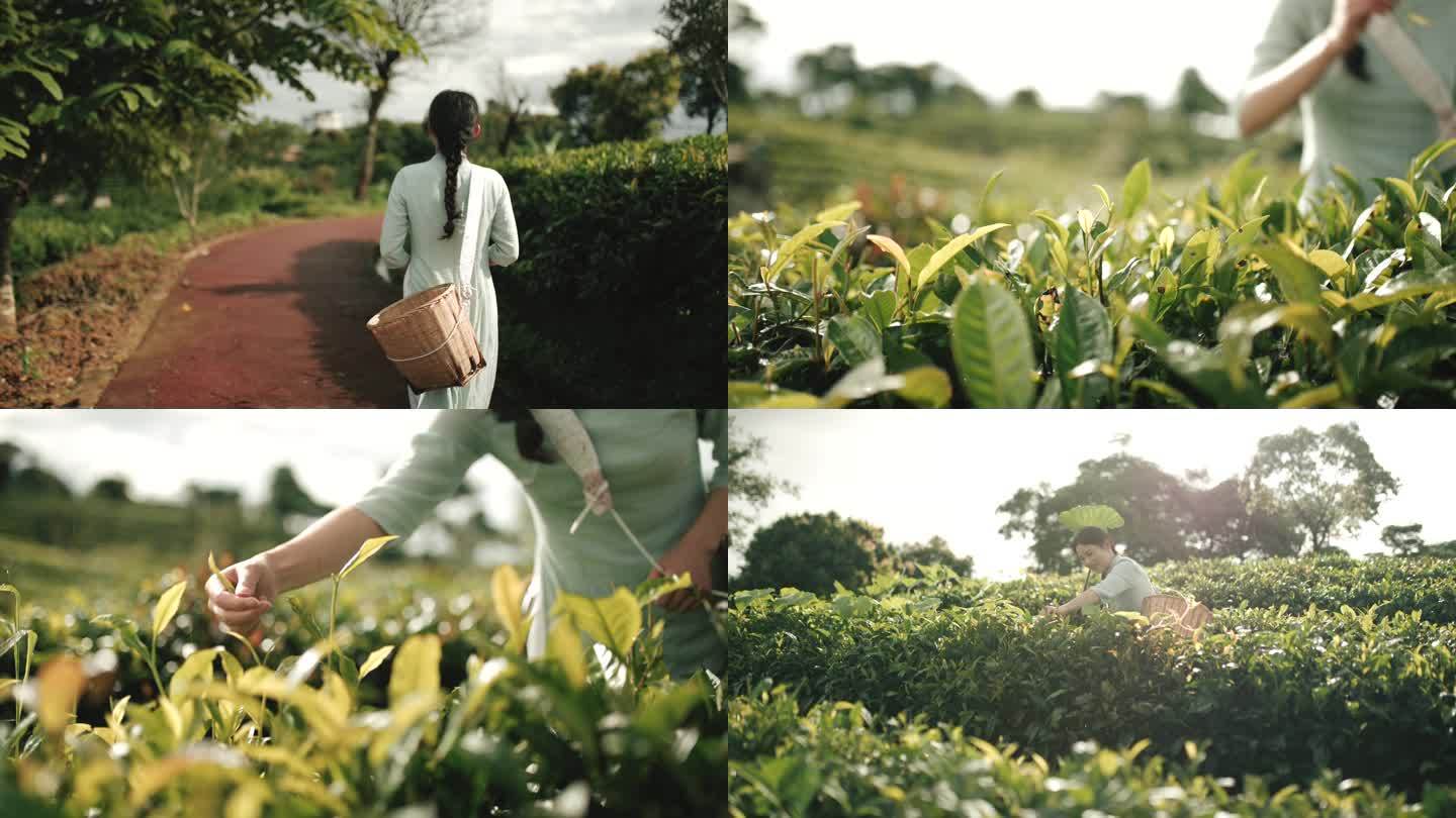 茶农美女上山采茶