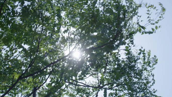 4k-阳光洒下仰拍树叶微风吹过树叶夏日