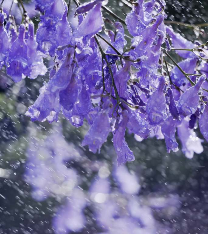 5K-雨中的蓝花楹，蓝花楹唯美实拍