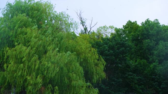 江苏苏州寒山寺江南水乡下雨季游客风景风光