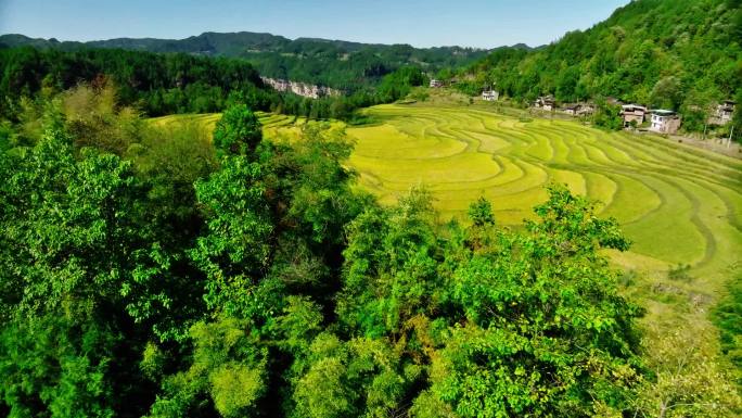 航拍湖北利川高山秋天的金黄色梯田稻田