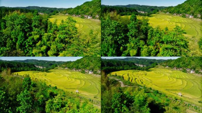 航拍湖北利川高山秋天的金黄色梯田稻田