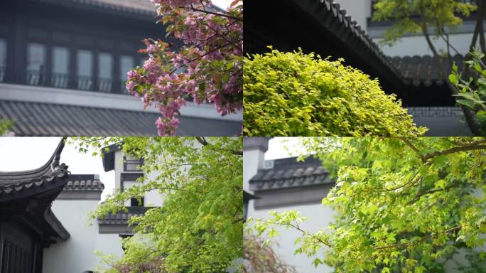 中式园林 绿植景观 屋檐 垂丝海棠紫丁香