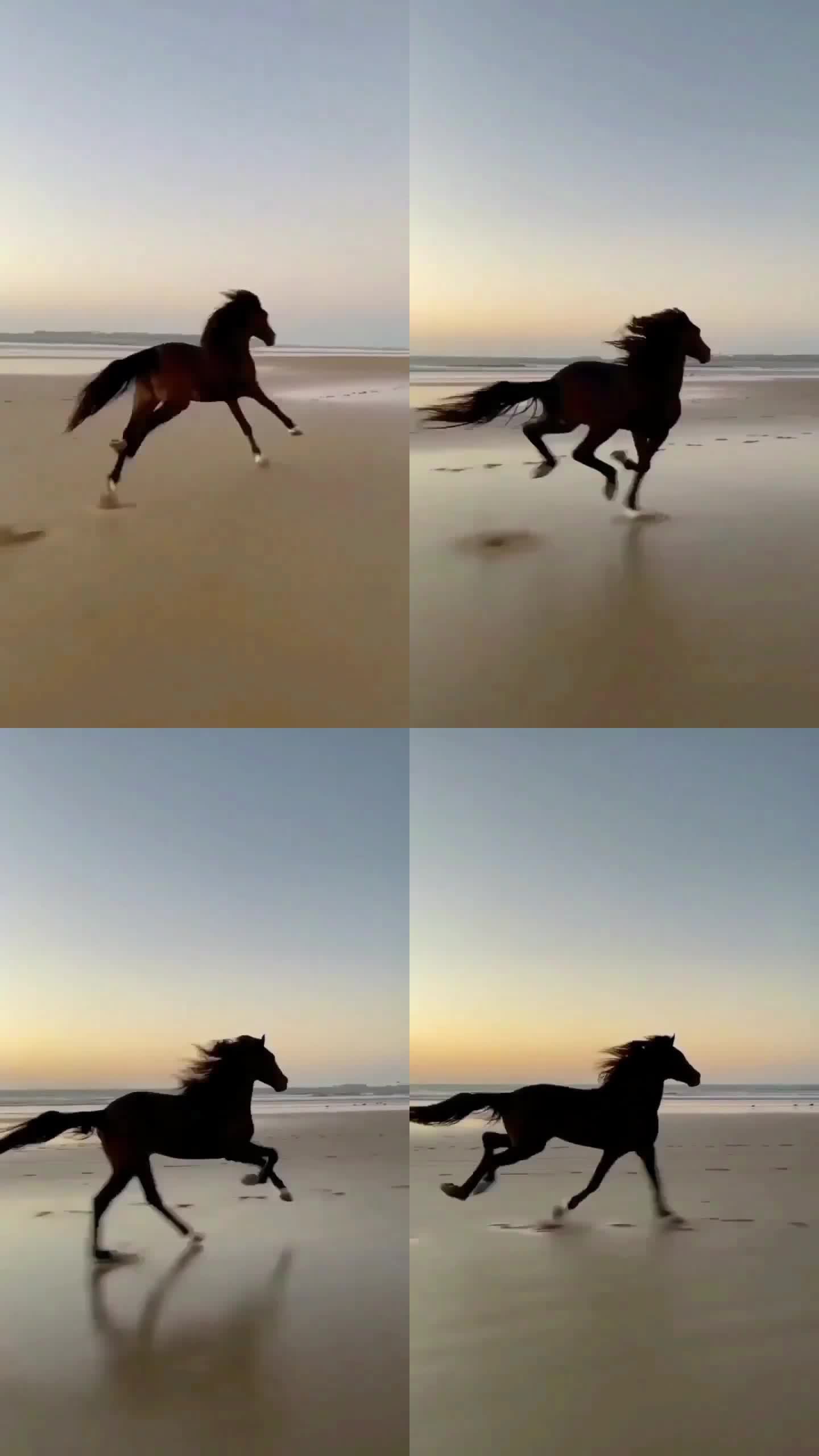 奔马海边奔跑的马骏马马手机摄影短视频素材