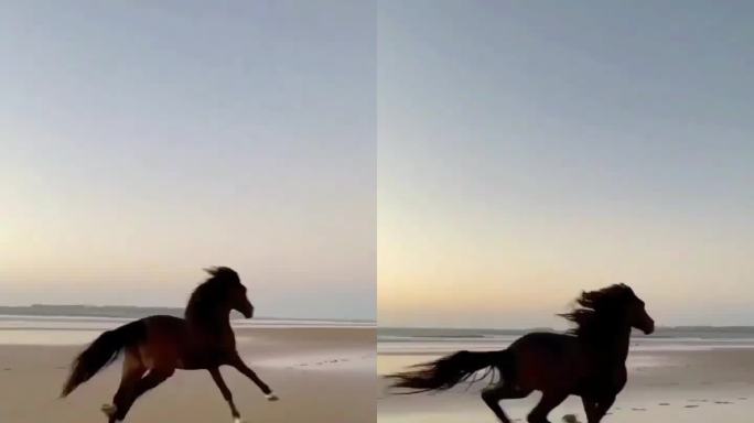 奔马海边奔跑的马骏马马手机摄影短视频素材