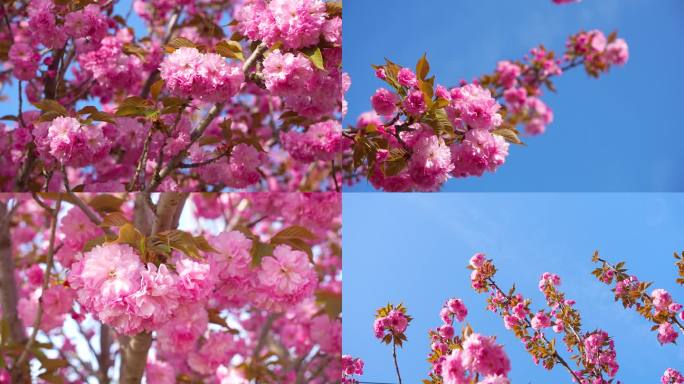 4K海棠花春天的花粉色花