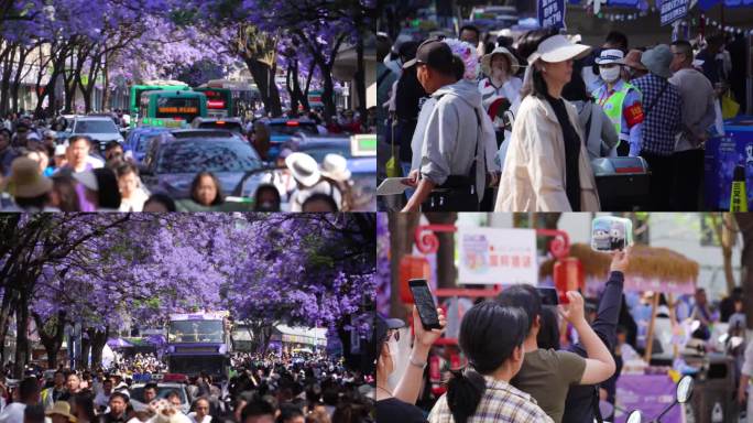 昆明教场中路蓝花楹大道人潮涌动