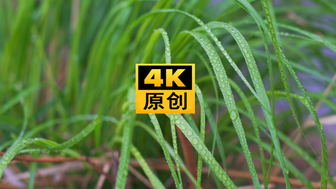 4K 露珠 露水  清晨植物 栏杆 雨露