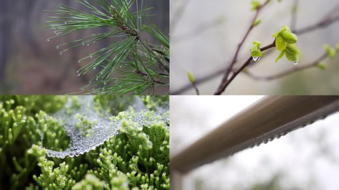 4K 露珠 露水  清晨植物 栏杆 雨露