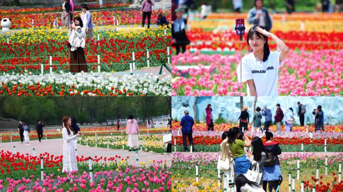 郁金香花海 游玩赏花人群