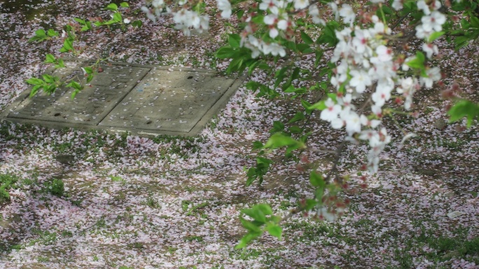 樱花林樱花飘落时节满地落樱苏州大学樱花雨