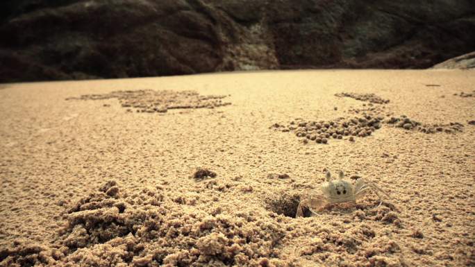 海滩沙蟹