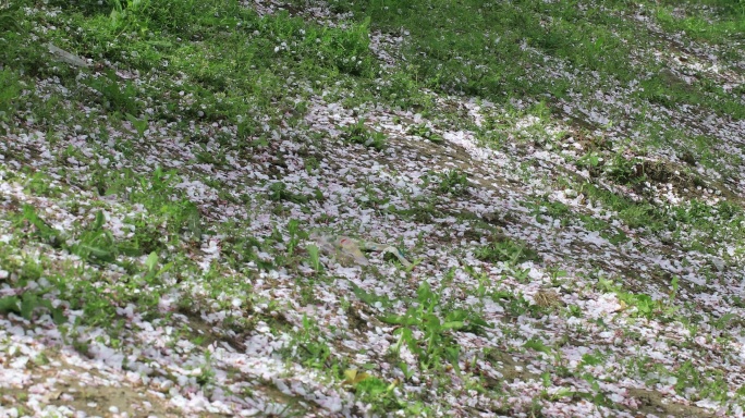 樱花林樱花飘落时节满地落樱苏州大学樱花雨