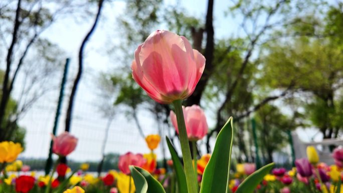 郁金香花春暖花开空镜素材