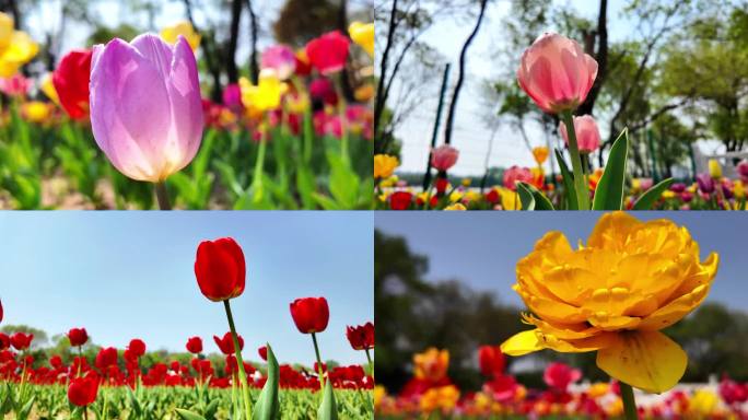 郁金香花春暖花开空镜素材