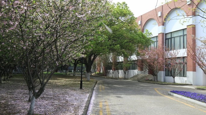 樱花林樱花飘落时节满地落樱苏州大学樱花雨