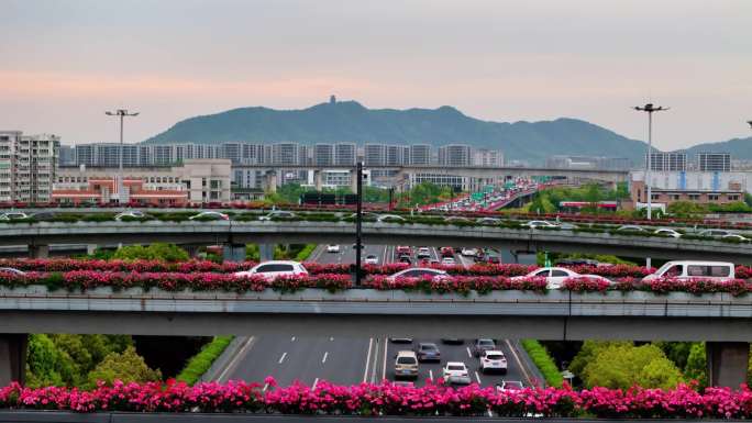 杭州高架月季花