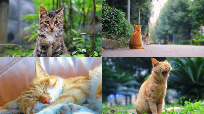 流浪猫合集 小清新 治愈  夏日