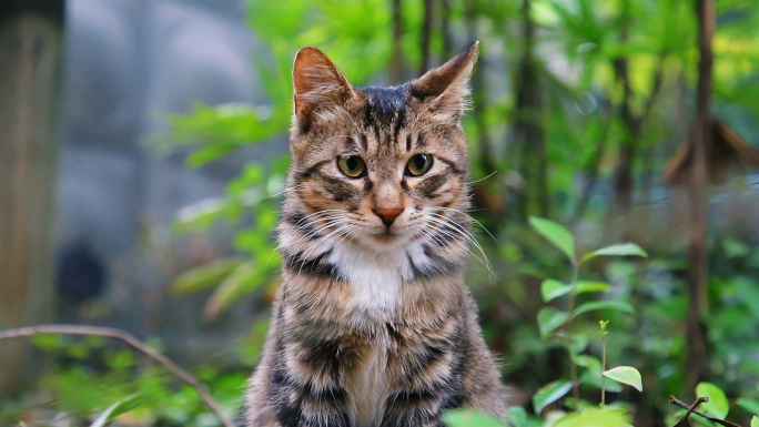 流浪猫合集 小清新 治愈  夏日