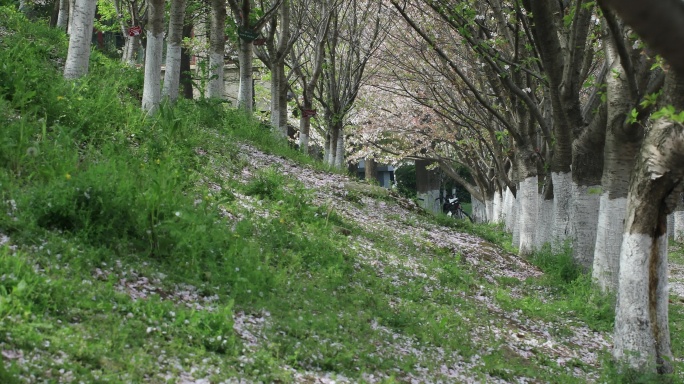 樱花林樱花飘落时节满地落樱苏州大学樱花雨