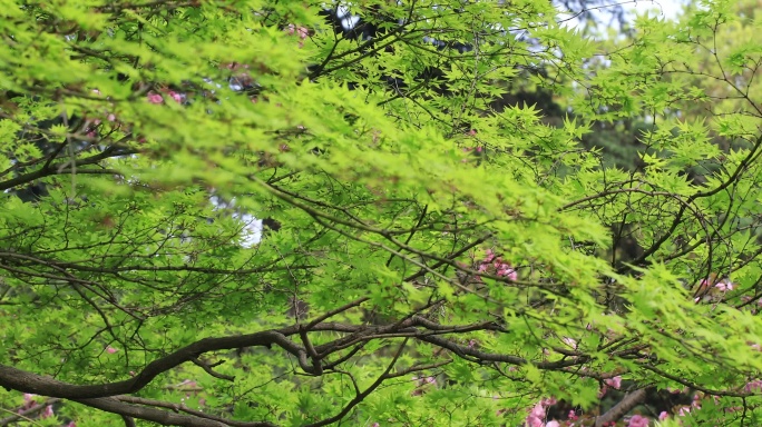 春天唯美枫叶嫩叶枫树开花枫树花 苏大春天