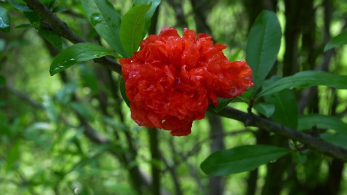 石榴花 石榴花包 红色花