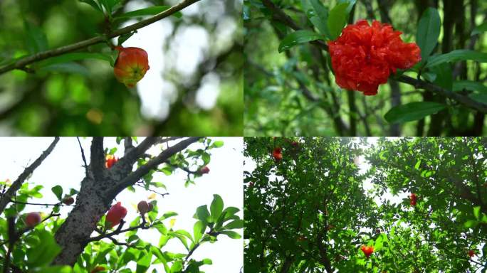 石榴花 石榴花包 红色花