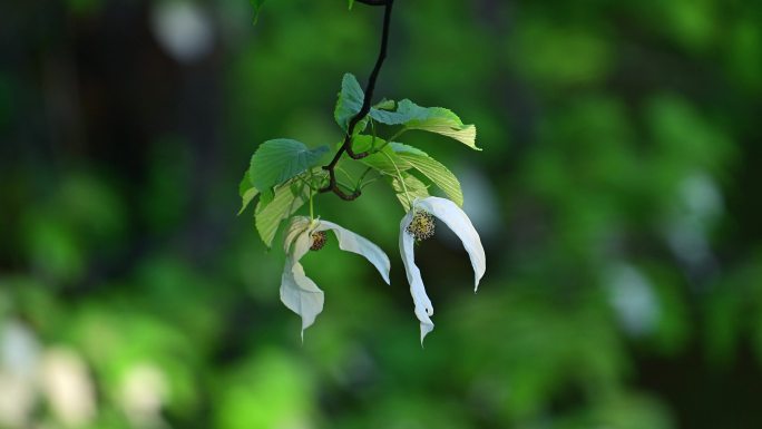 珍稀植物珙桐树开花鸽子花鸽子树