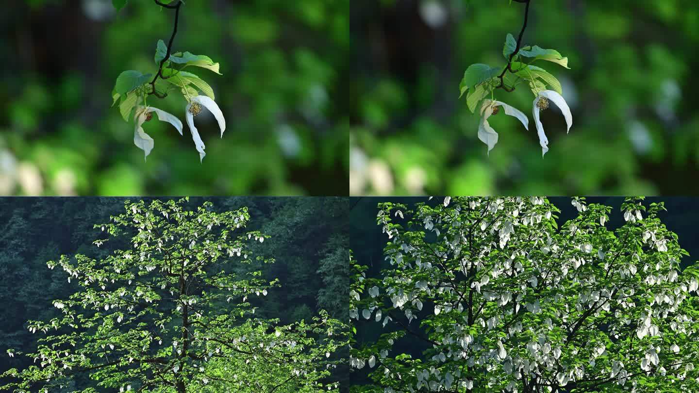 珍稀植物珙桐树开花鸽子花鸽子树