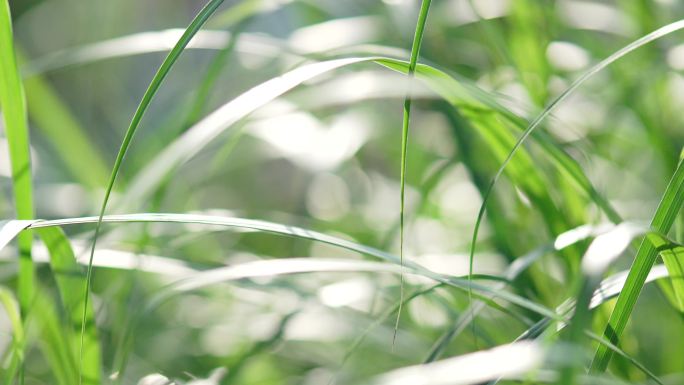 植物夏天春天树叶