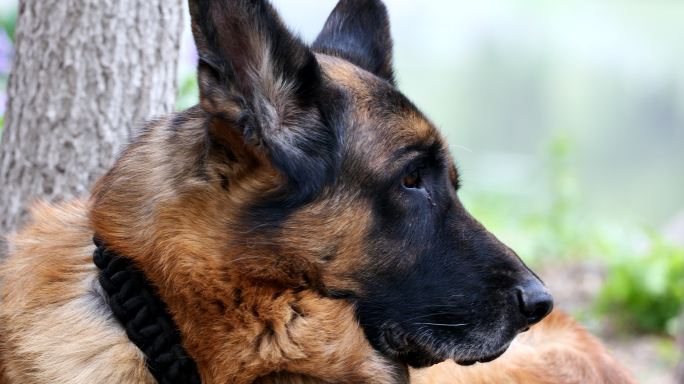 德国牧羊犬 德牧 老年犬