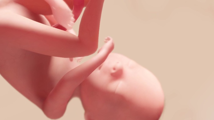 胚胎发育过程20周生殖器官胎动头发生长