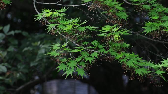 春天唯美枫叶嫩叶枫树开花枫树花 苏大春天